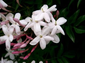 jasminum_polyanthum2