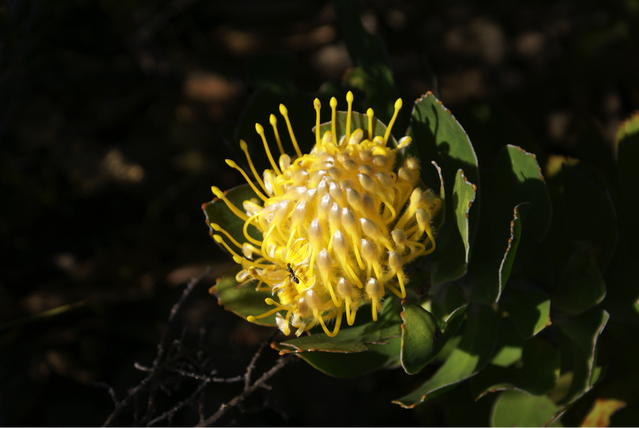 Product image by M. Bijman.